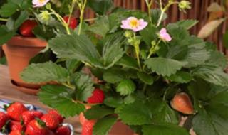 草莓种子种植方法全过程 草莓种子怎么种